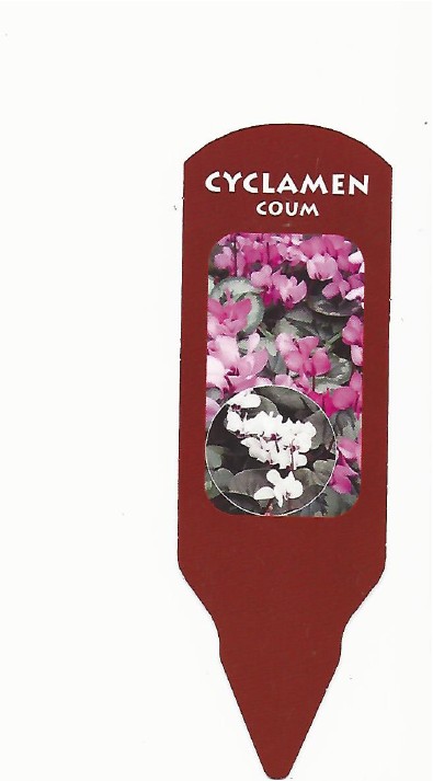 Cyclamen coum 0001.jpg